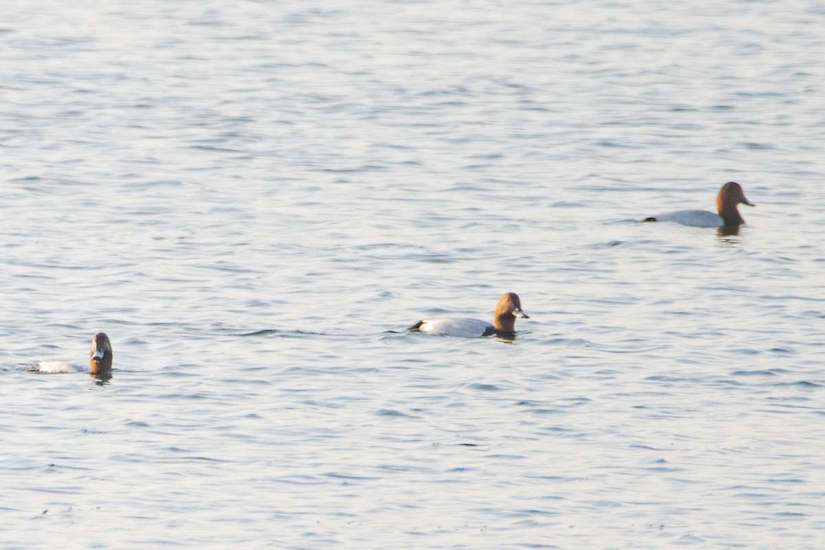 Common Pochard - Jeff Hullstrung