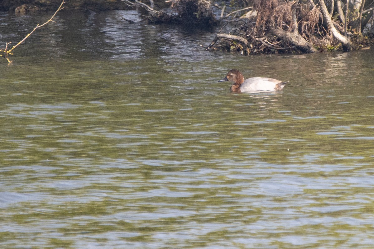 Common Pochard - Jeff Hullstrung