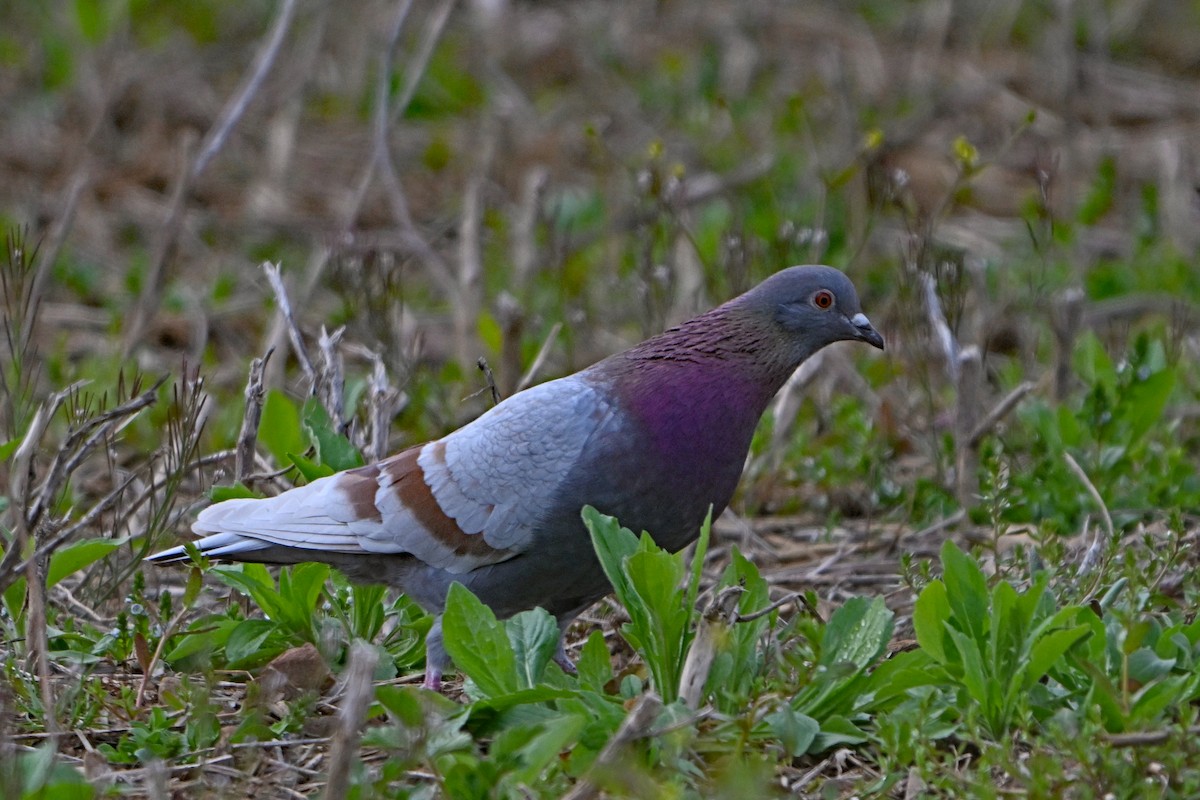 Rock Pigeon (Feral Pigeon) - ML618270973