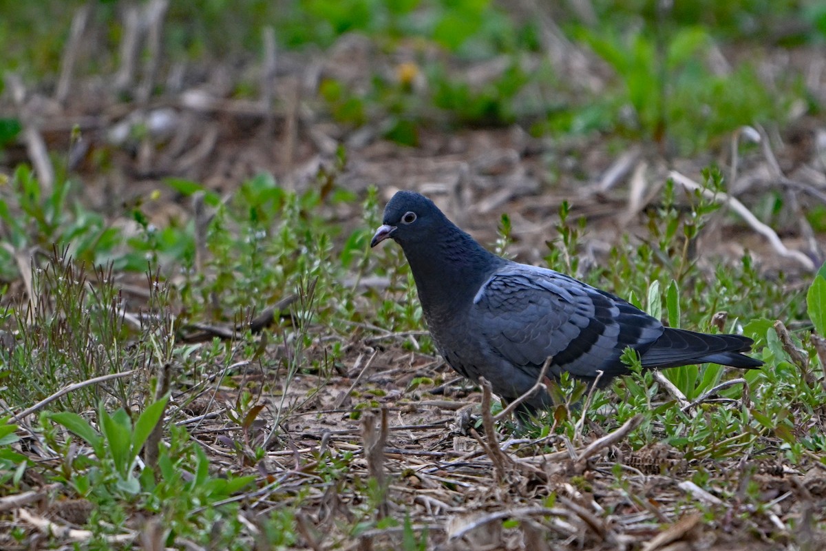 Rock Pigeon (Feral Pigeon) - ML618270974