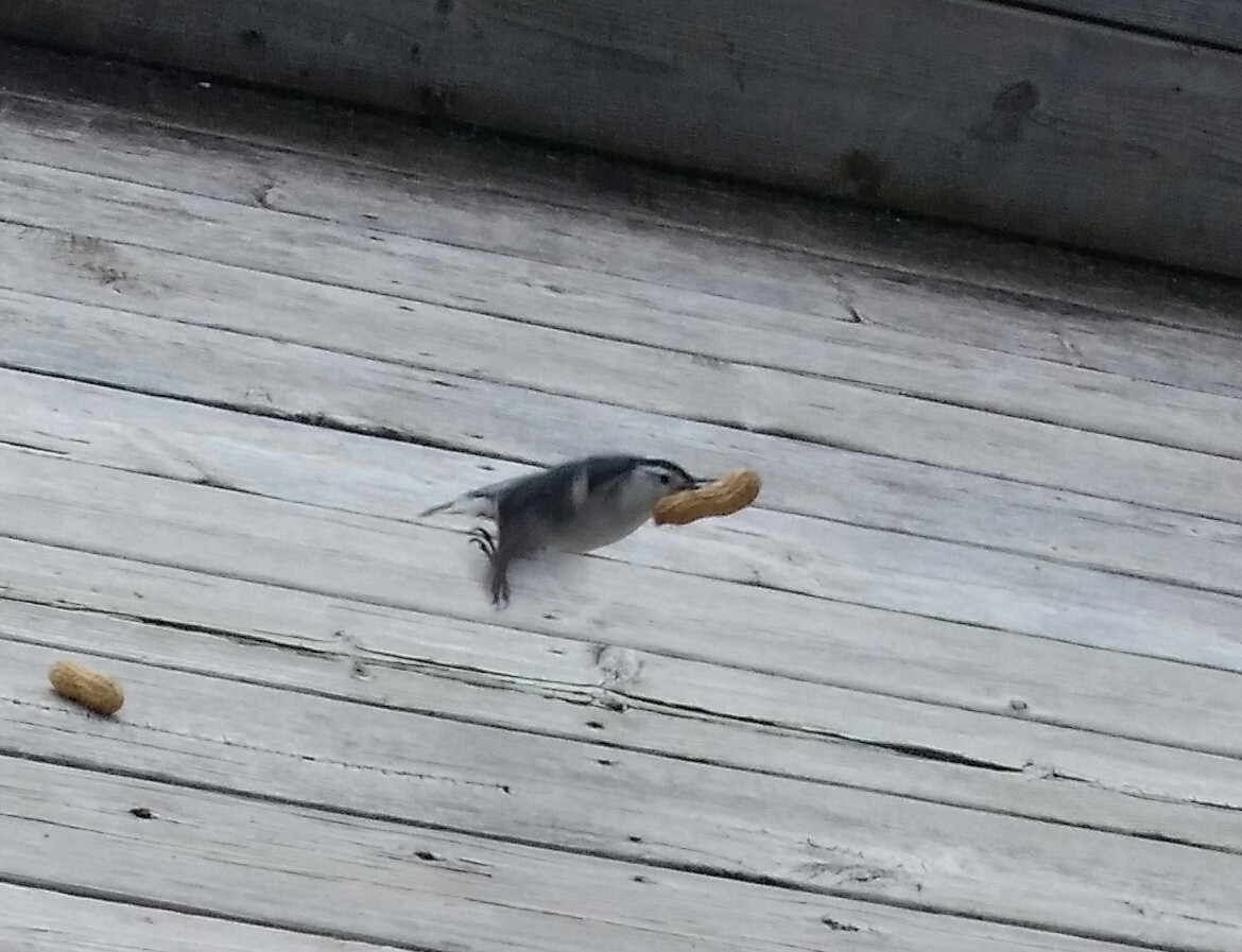 White-breasted Nuthatch - Audrey McIlraith