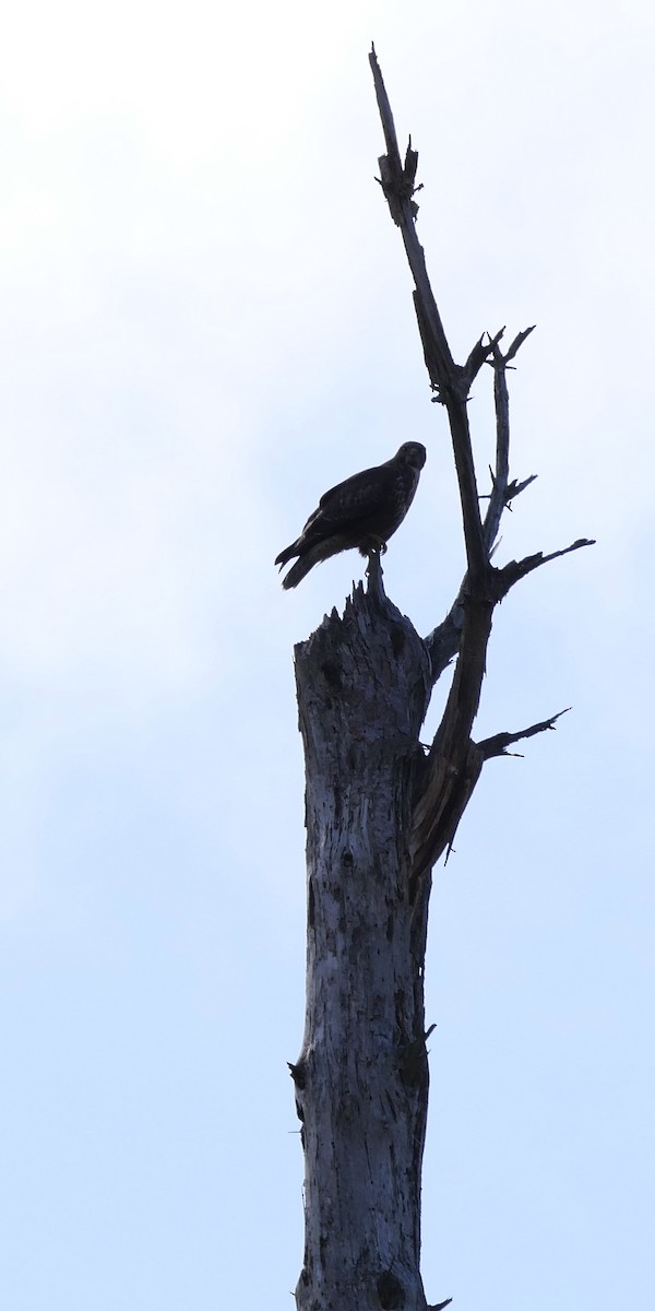 Common Buzzard - Tom Carley