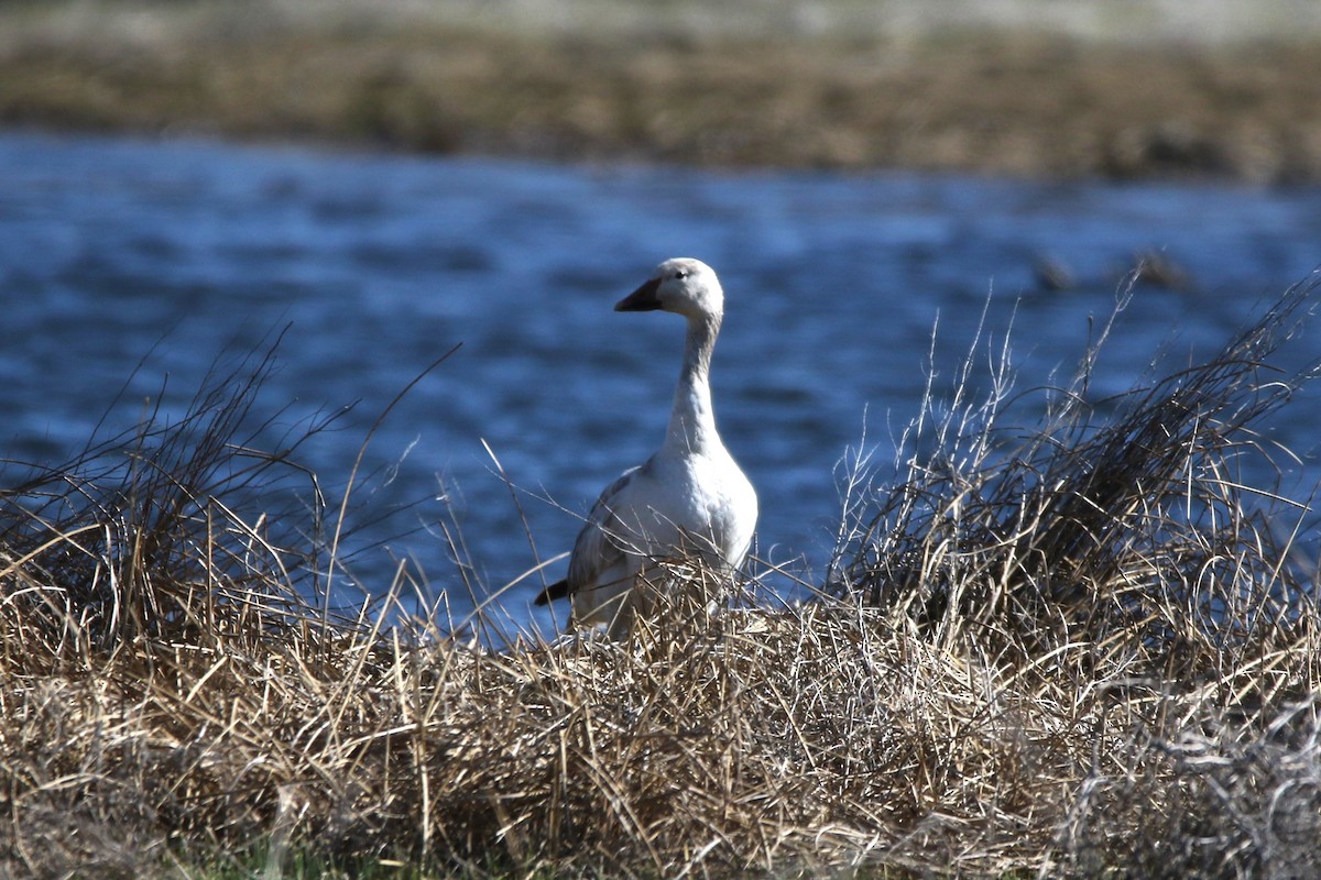 Snow Goose - ML618270980