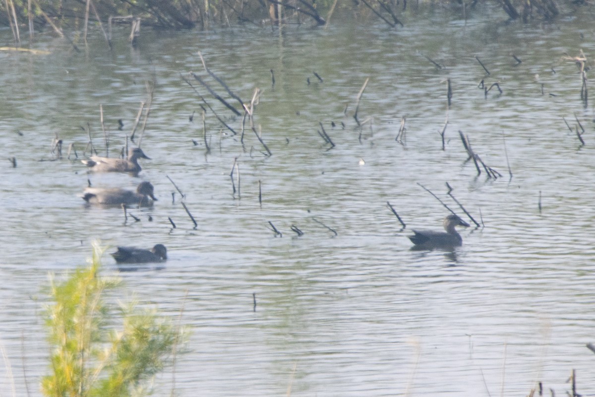 Gadwall - Jeff Hullstrung