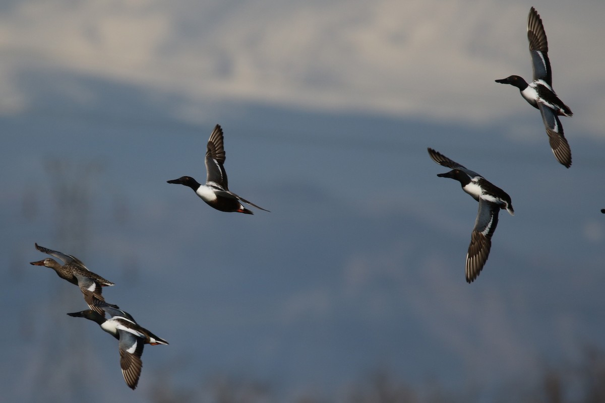 Northern Shoveler - Ryan Dibala