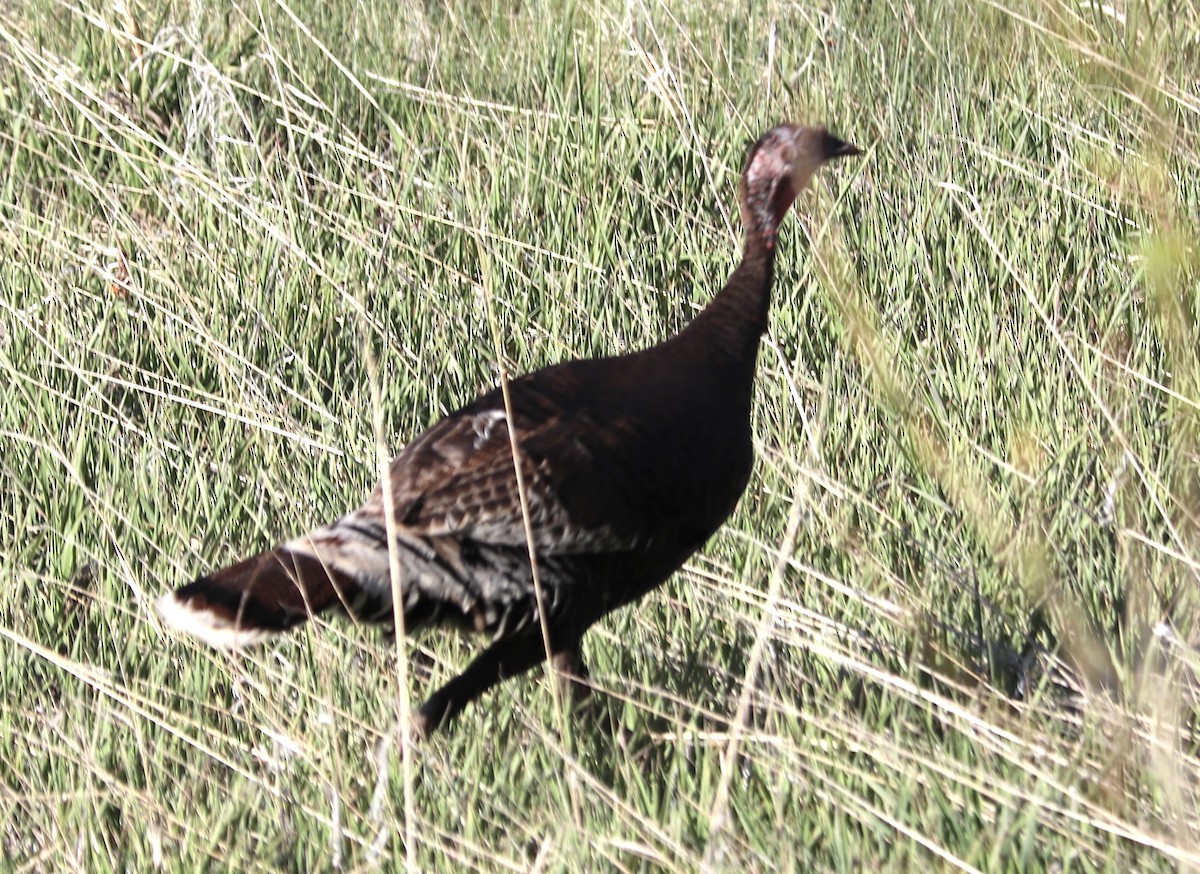 Wild Turkey - ML618270995