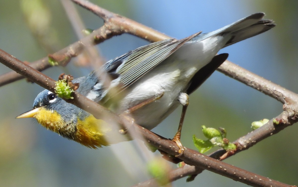 Northern Parula - Brent Daggett