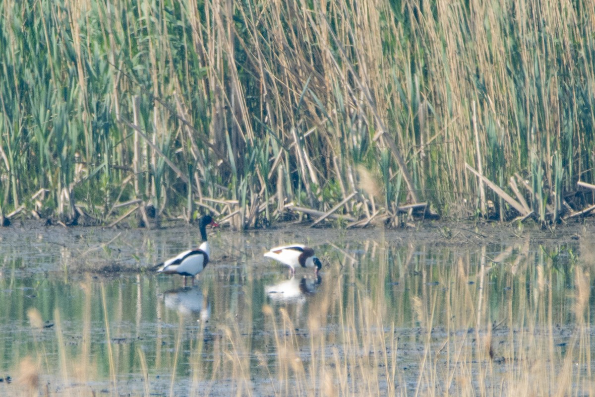 Common Shelduck - Jeff Hullstrung