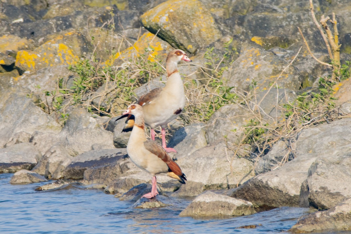 Egyptian Goose - Jeff Hullstrung