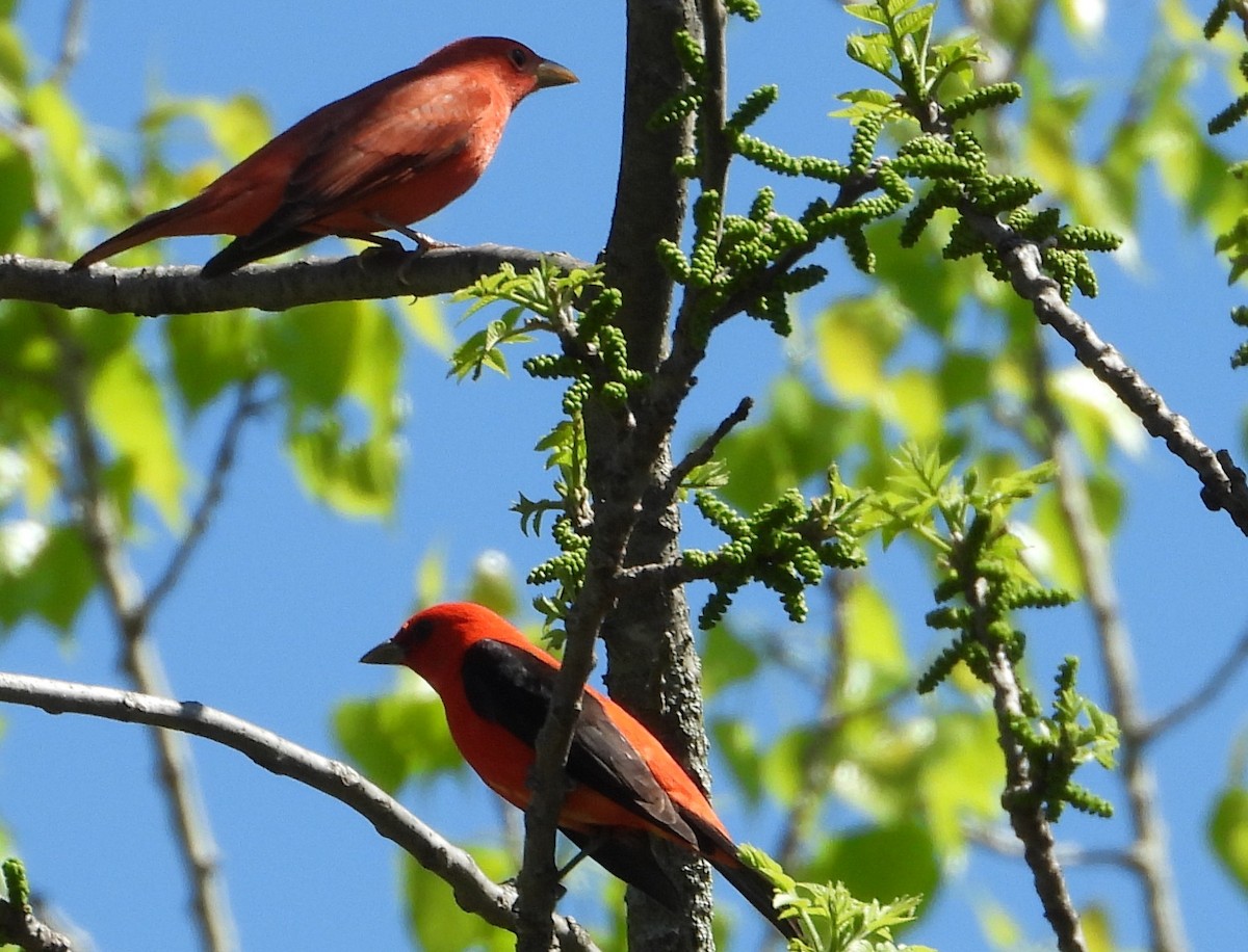 Summer Tanager - Brent Daggett