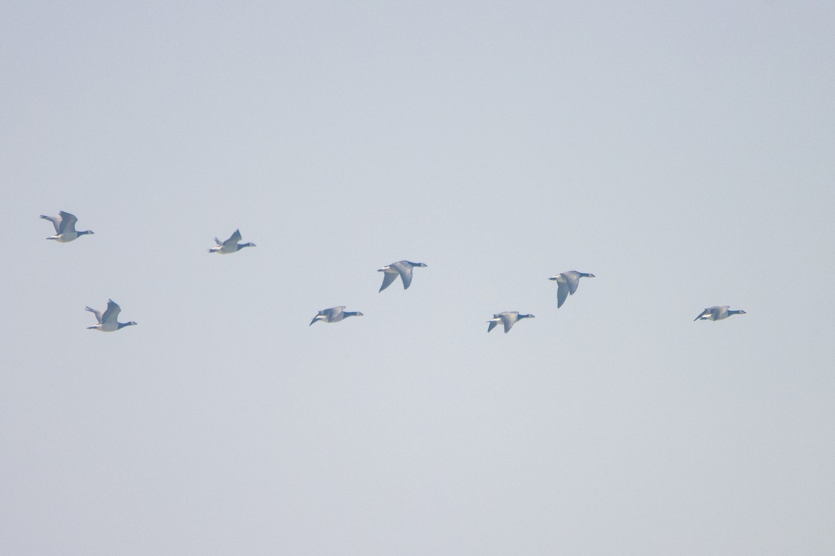 Barnacle Goose - Jeff Hullstrung