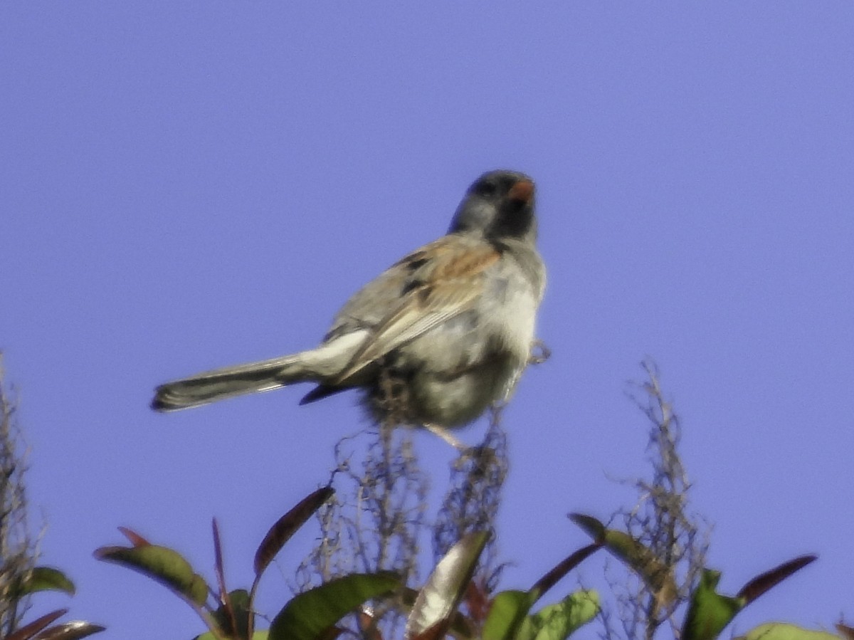 Black-chinned Sparrow - Astrid Taen