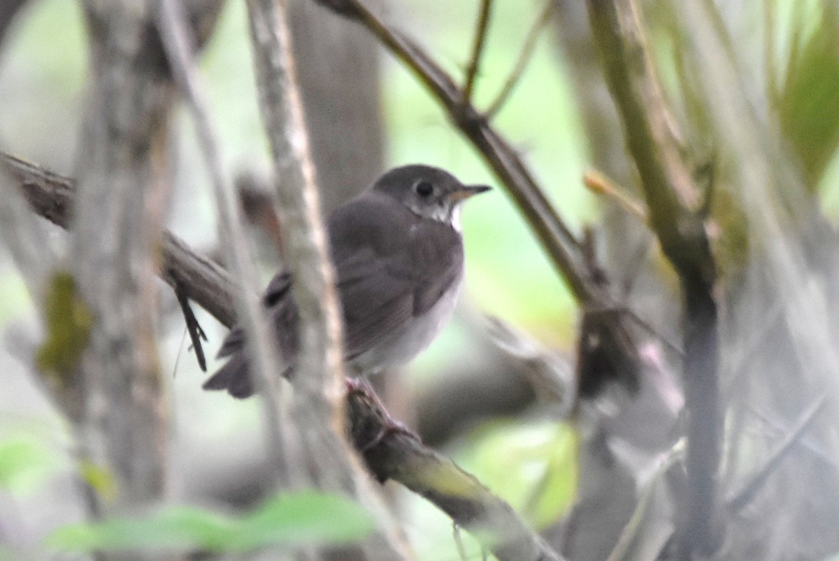 Gray-cheeked Thrush - irina shulgina