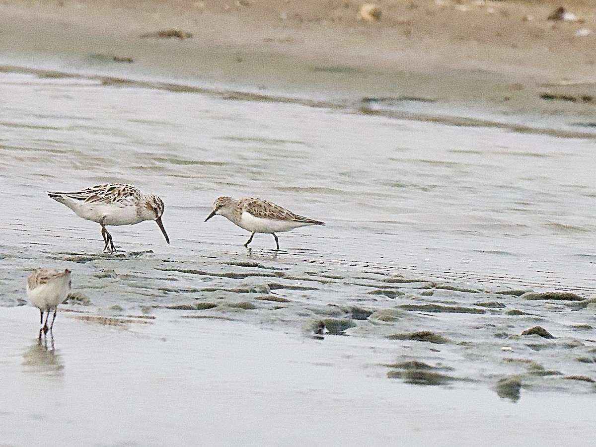 Red-necked Stint - Craig Rasmussen