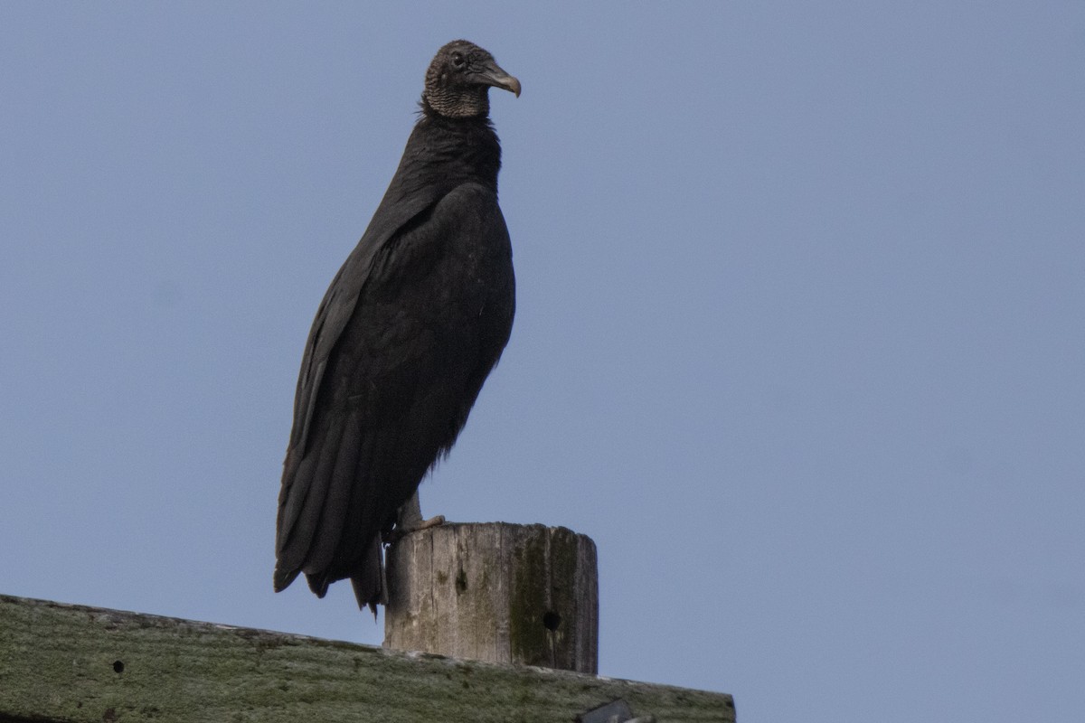 Black Vulture - Dale Bargmann