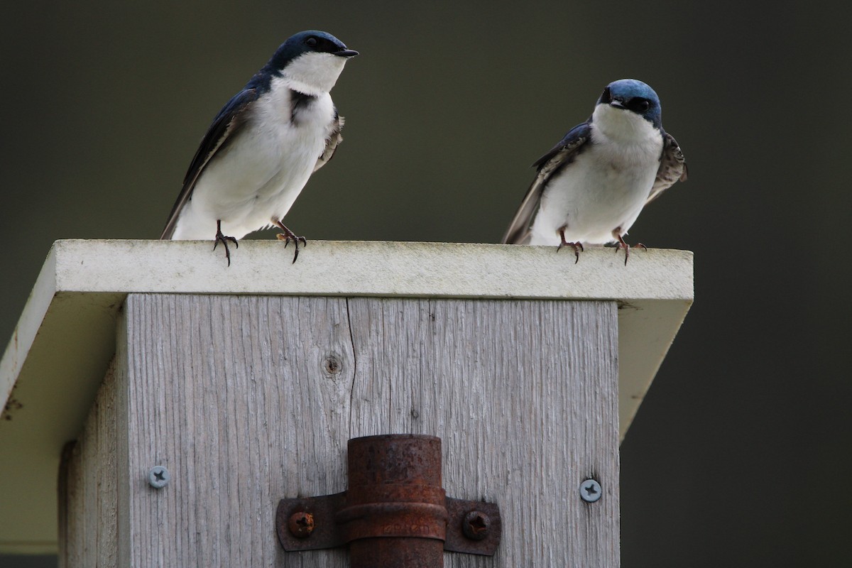 Tree Swallow - Kristian Neely