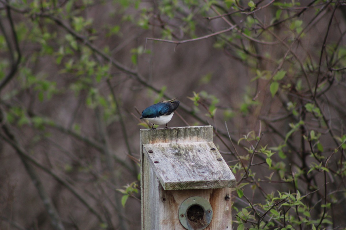 Tree Swallow - Kristian Neely