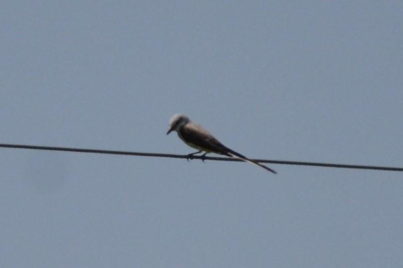 Scissor-tailed Flycatcher - ML618271093