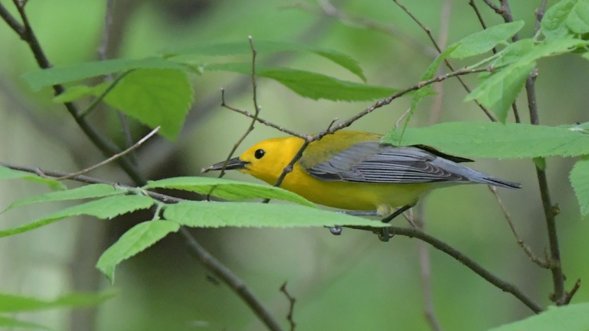 Prothonotary Warbler - Lisa Klepacz