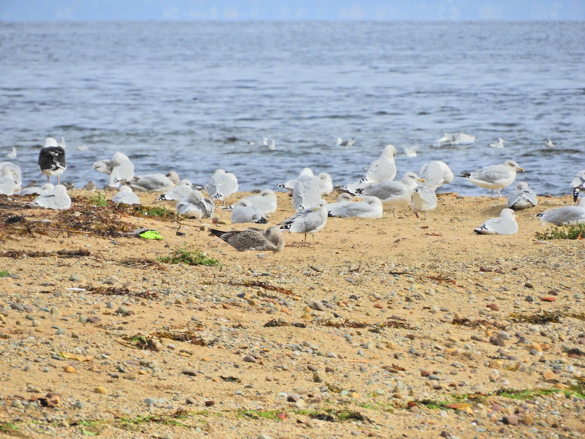 Herring Gull - Tom Carley