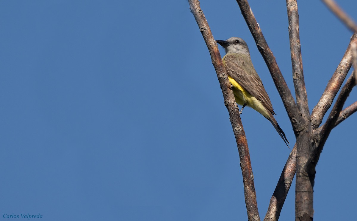 Tropical Kingbird - Carlos Valpreda