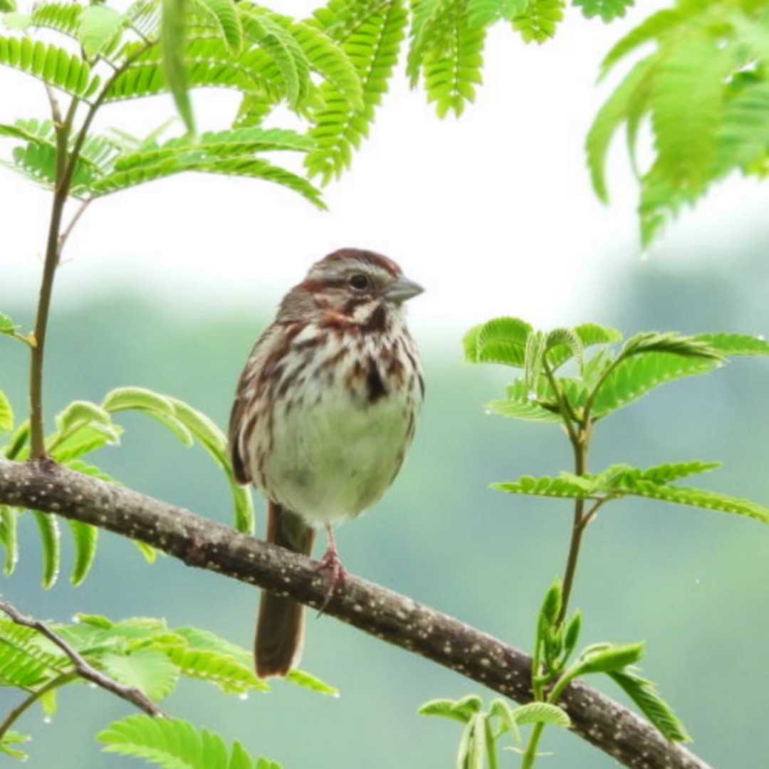 Song Sparrow - ML618271199