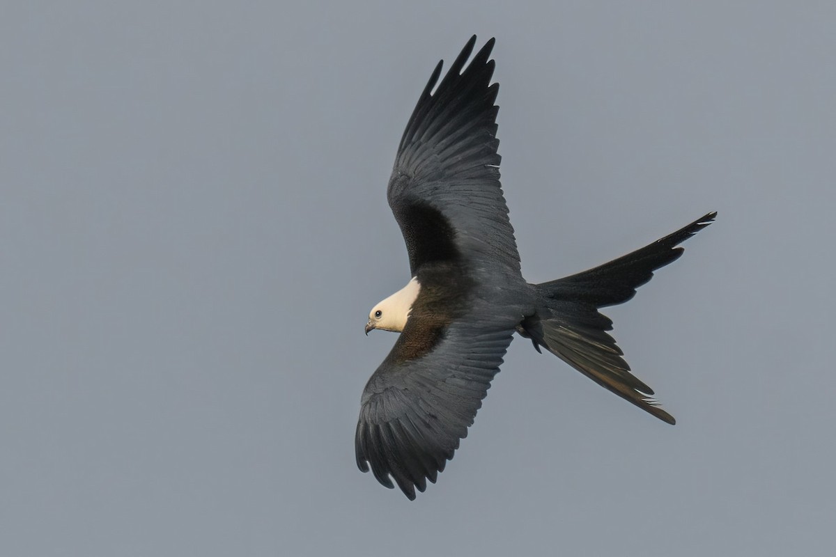 Swallow-tailed Kite - Manish Sharma