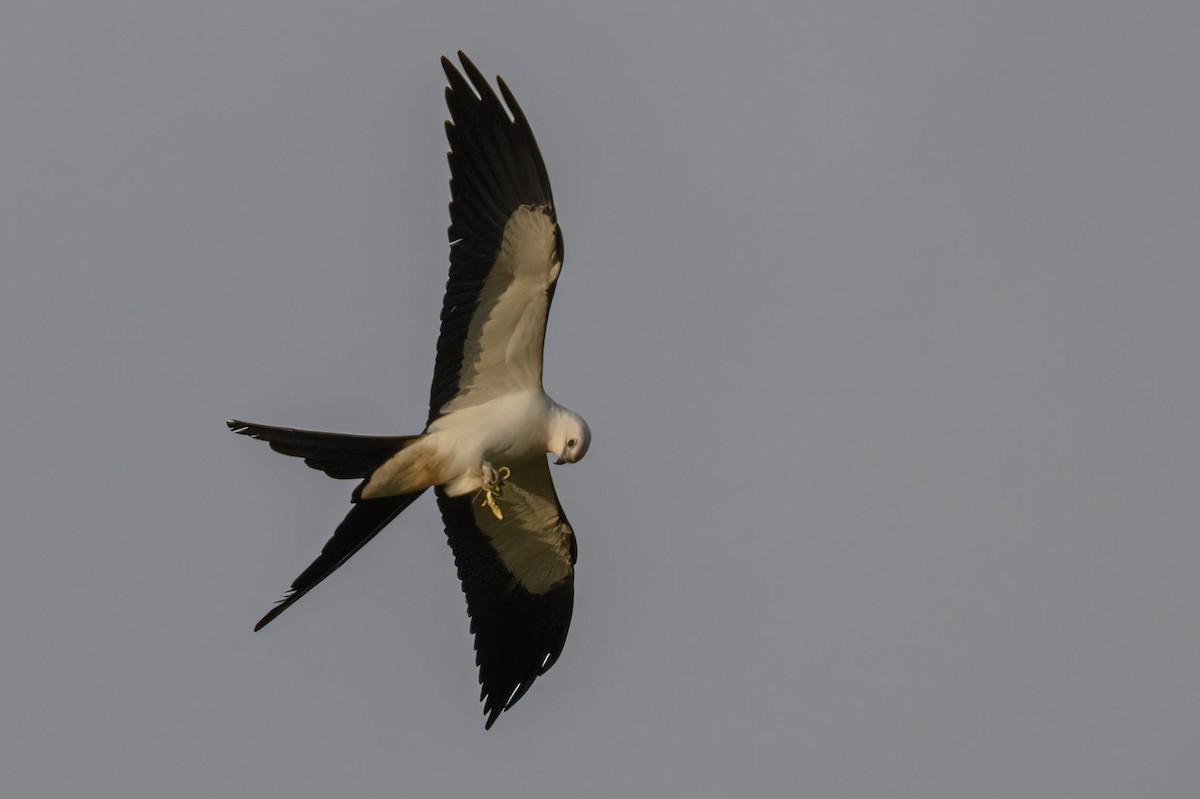 Swallow-tailed Kite - Manish Sharma