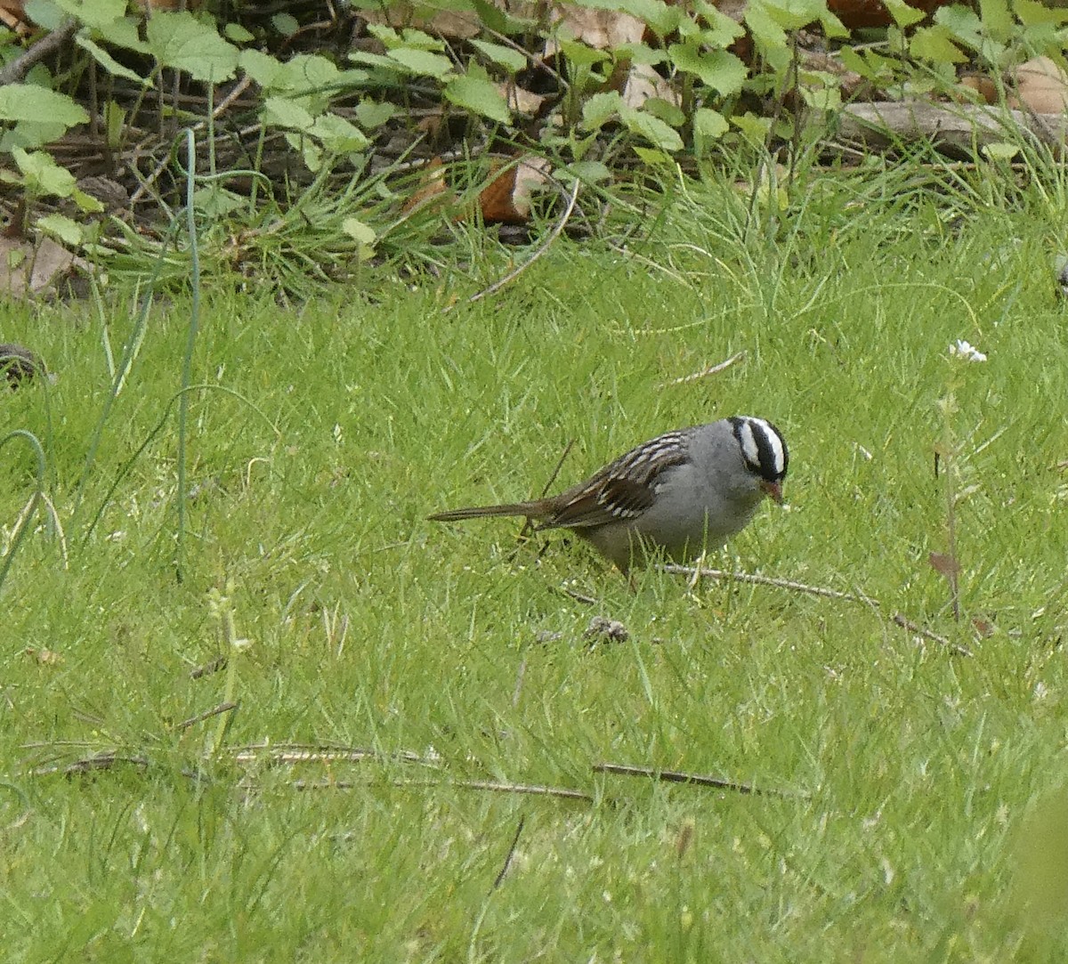 White-crowned Sparrow - Carol Brand