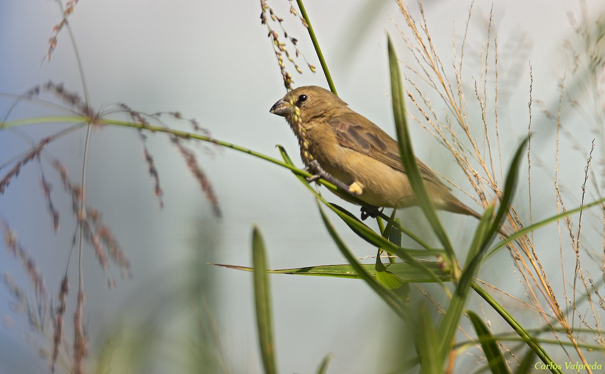 Double-collared Seedeater - Carlos Valpreda