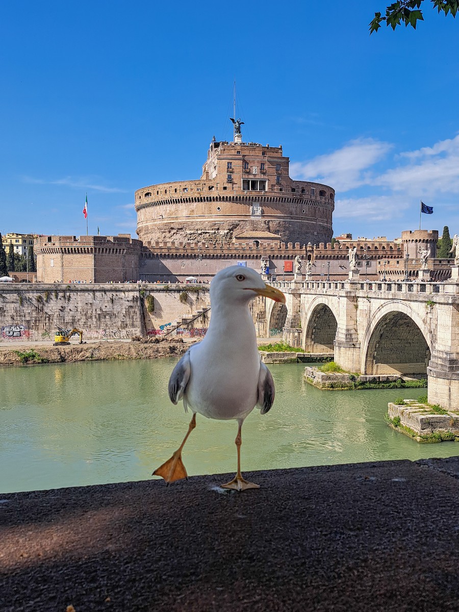 Yellow-legged Gull - ML618271258