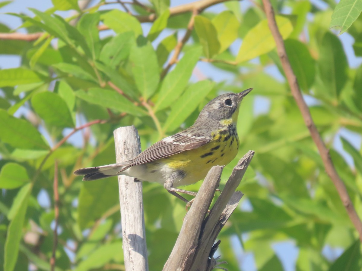 Magnolia Warbler - Susan Daughtrey