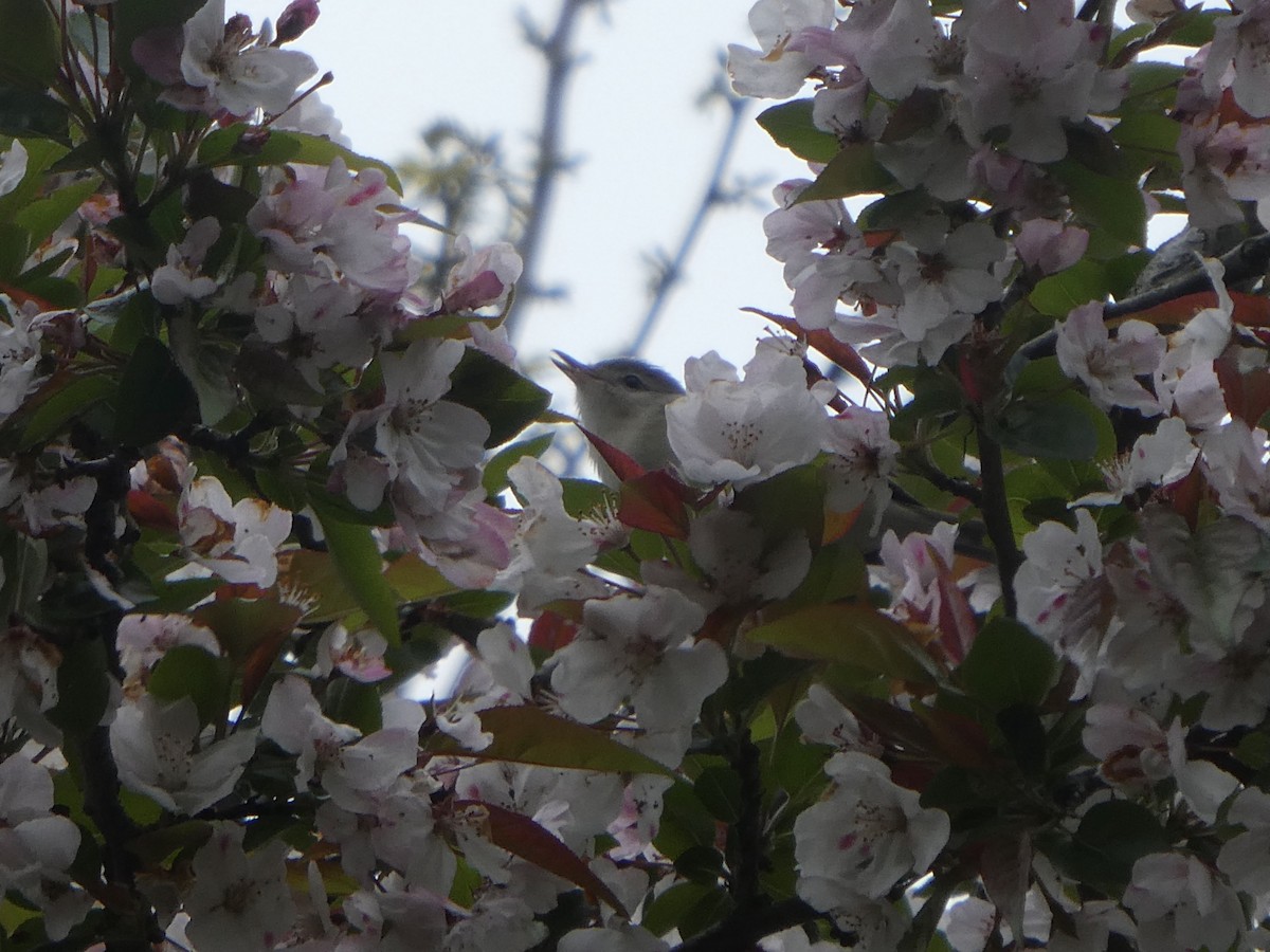 Warbling Vireo - Carol Brand