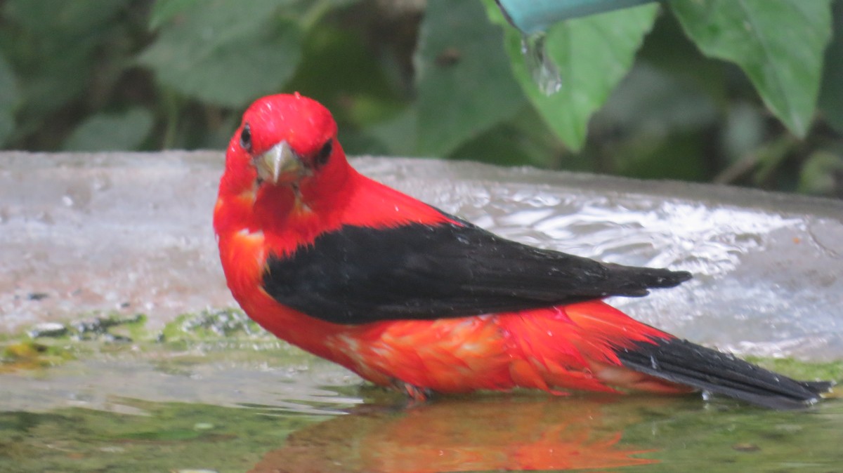 Scarlet Tanager - Pat Heirs