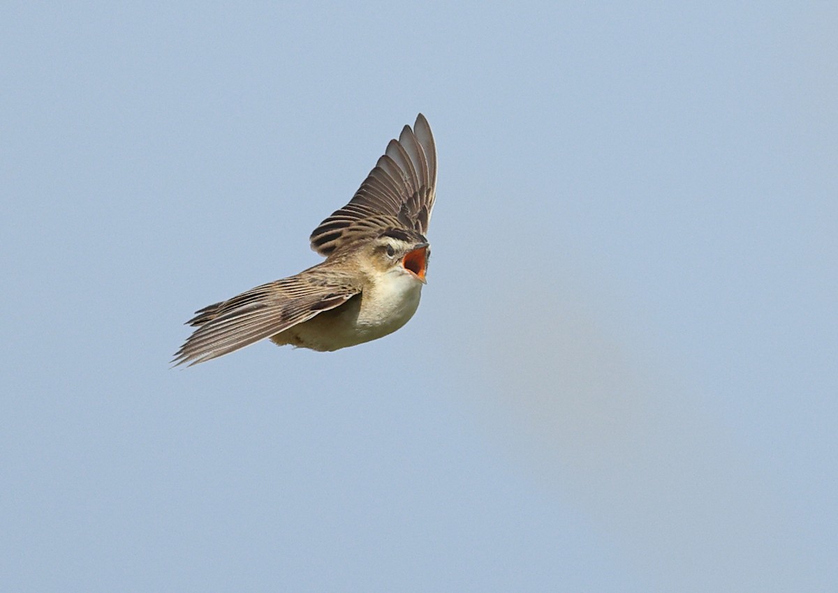 Sedge Warbler - Albert Noorlander