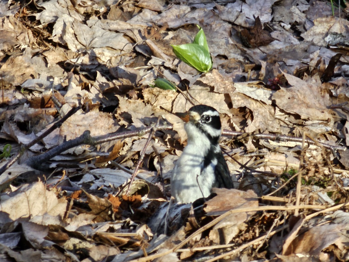 Hairy Woodpecker - Guy Poisson