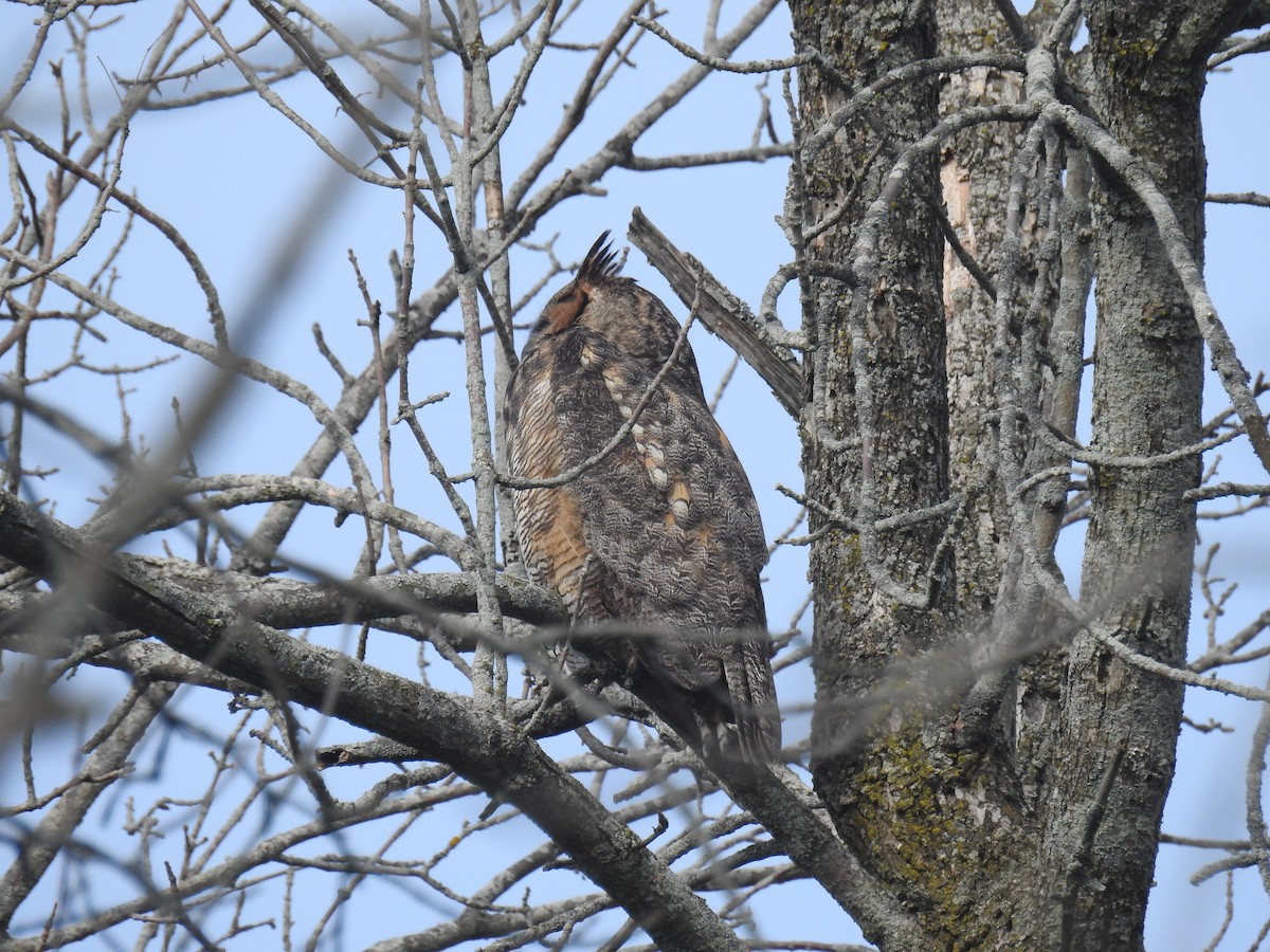 Great Horned Owl - Tom Dibblee