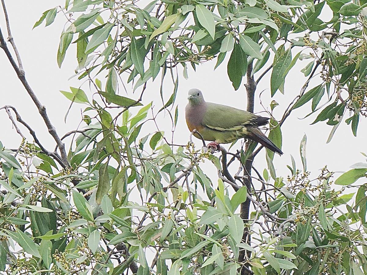 Pink-necked Green-Pigeon - ML618271376