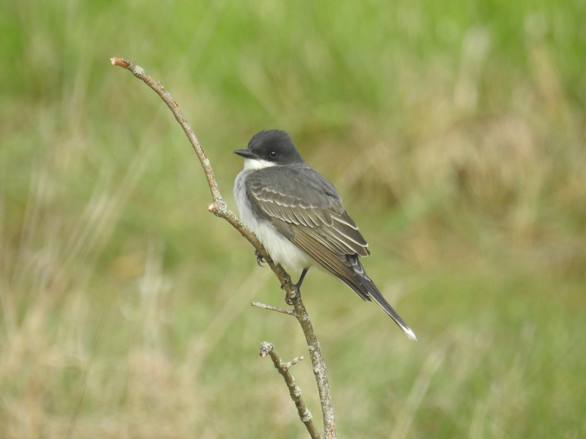 Eastern Kingbird - Tom Dibblee