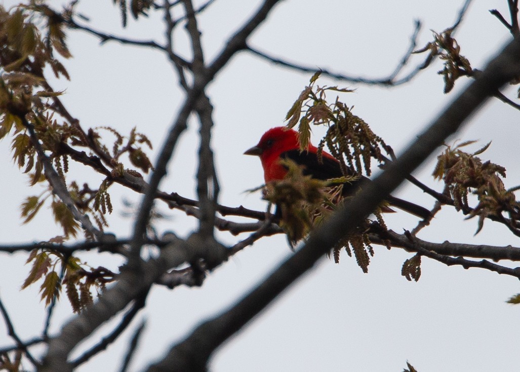 Scarlet Tanager - ML618271387
