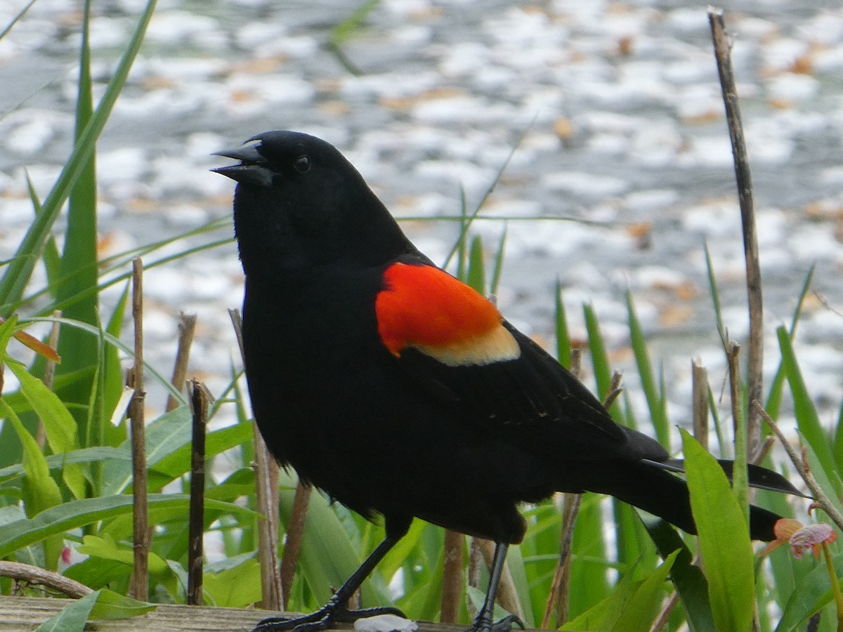 Red-winged Blackbird - Carol Brand