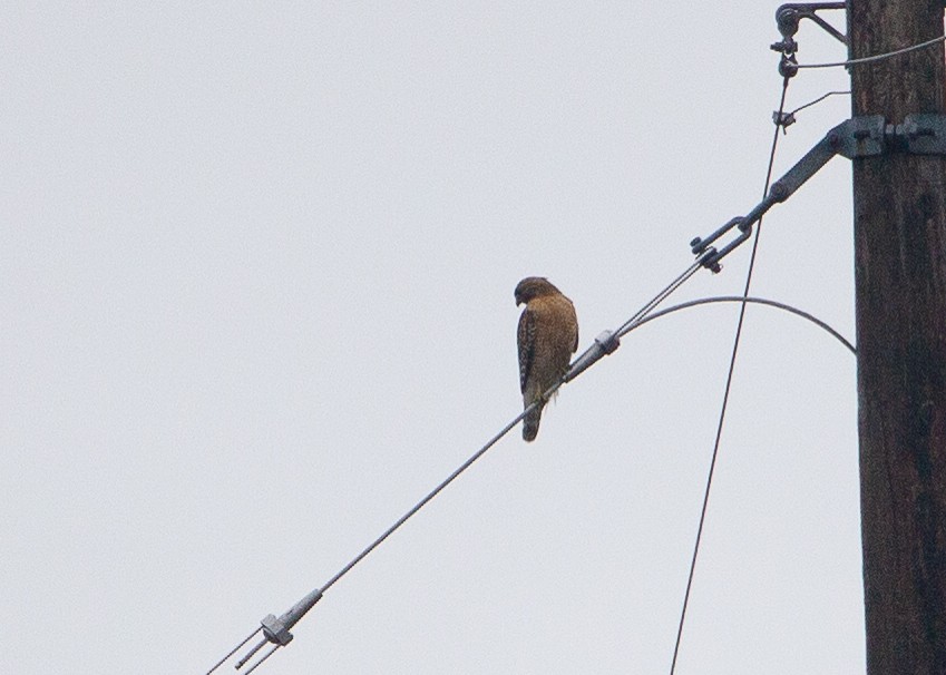 Red-shouldered Hawk - ML618271398