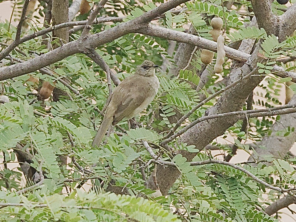 Streak-eared Bulbul - Craig Rasmussen