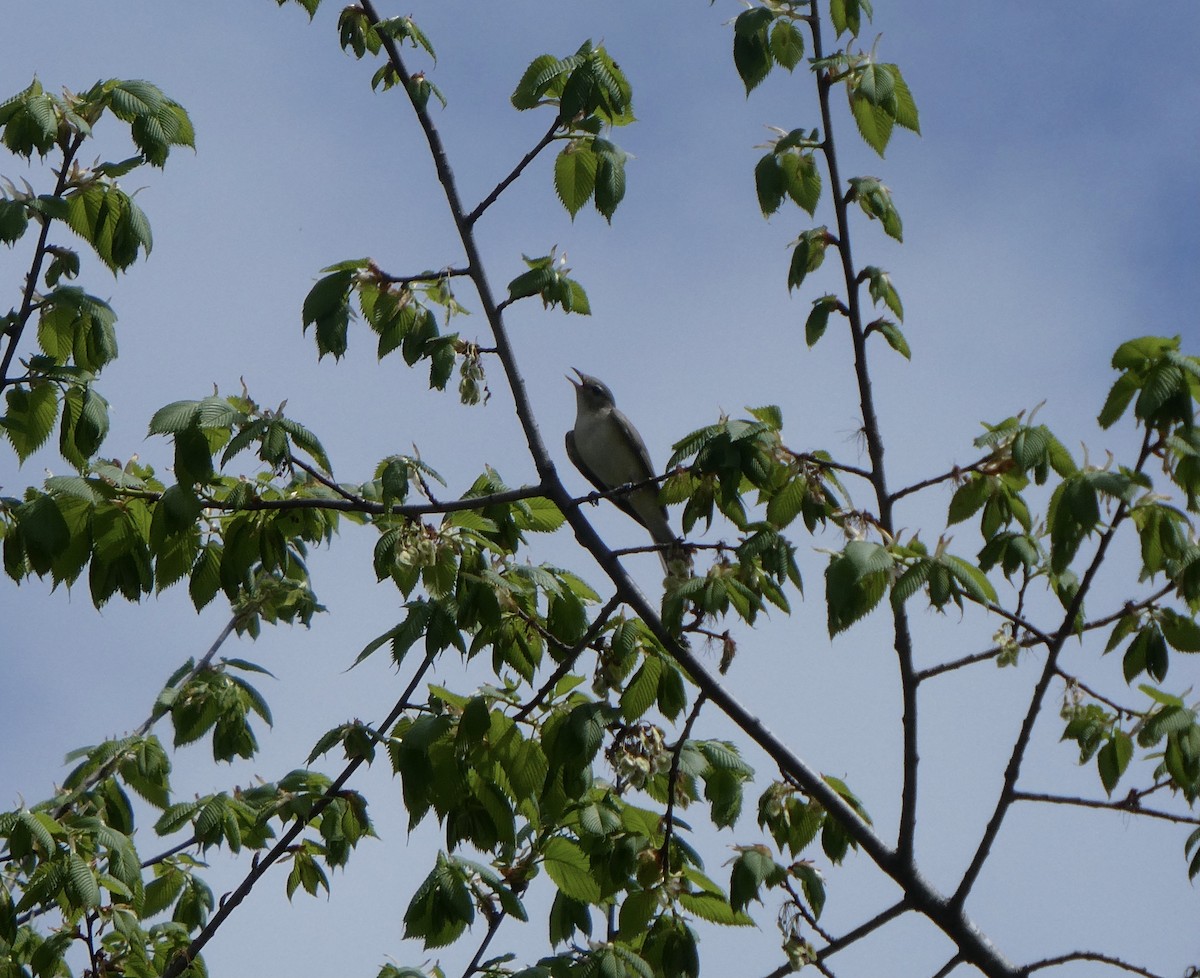 Warbling Vireo - Carol Brand