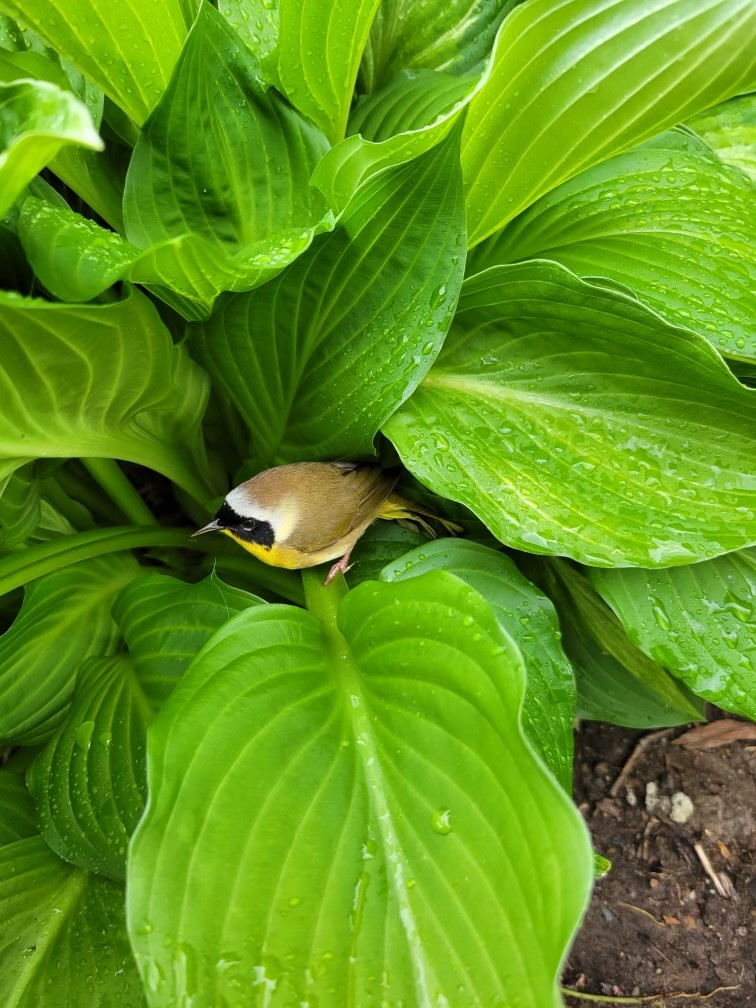 Common Yellowthroat - ML618271440