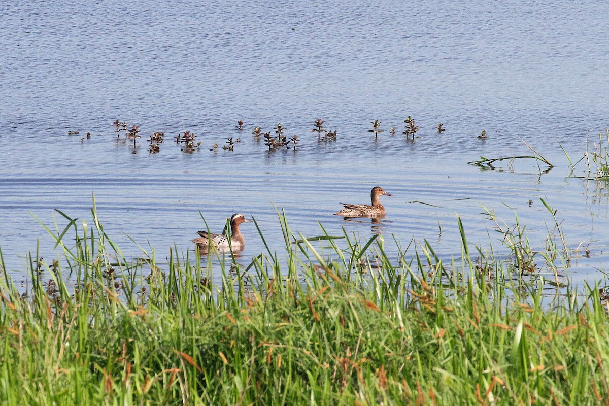 Garganey - ML618271455