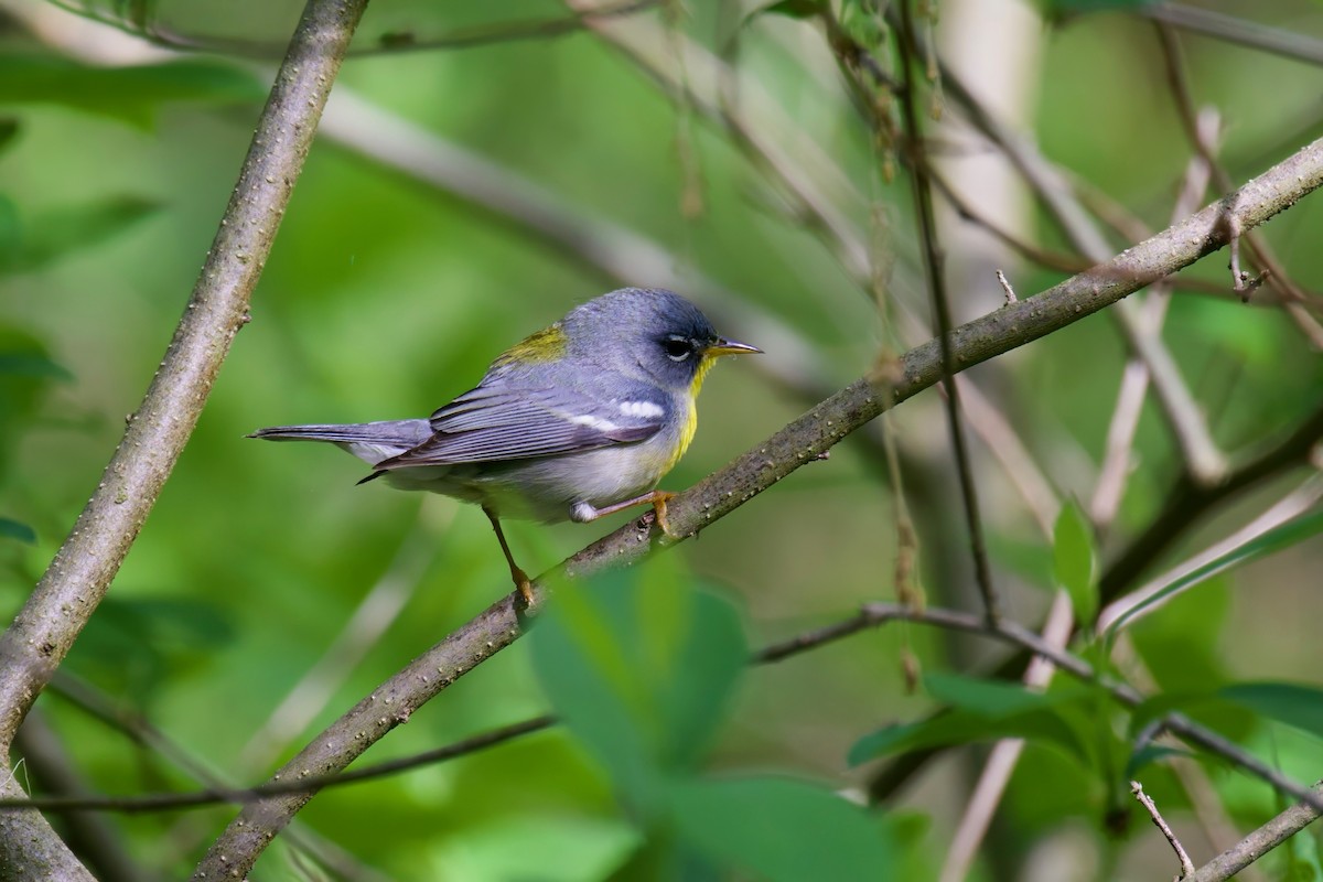 Northern Parula - Steve Luke