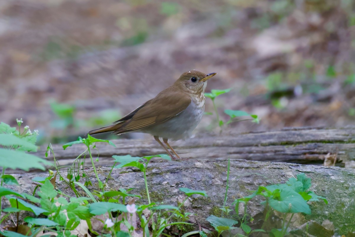 Veery - Steve Luke