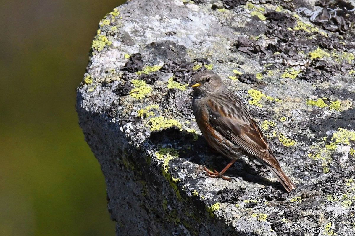 Alpine Accentor - Daniel Benák