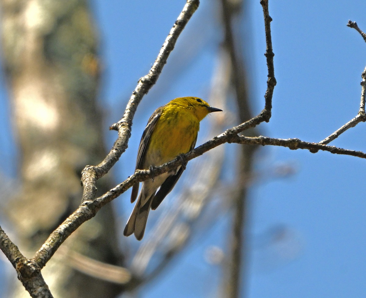 Pine Warbler - Paul Nale